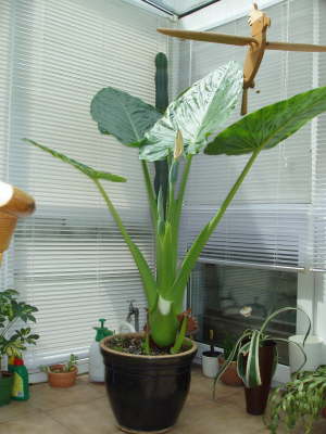 Colocasia Antiquorum mit zwei  Bltten